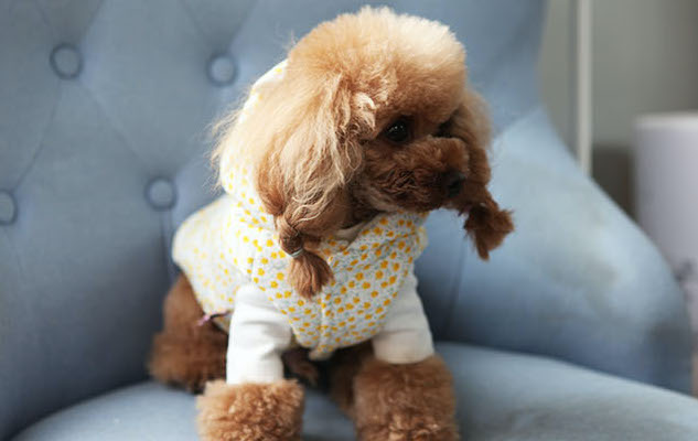 Dog Puffer Jacket Lightweight Floral Pattern