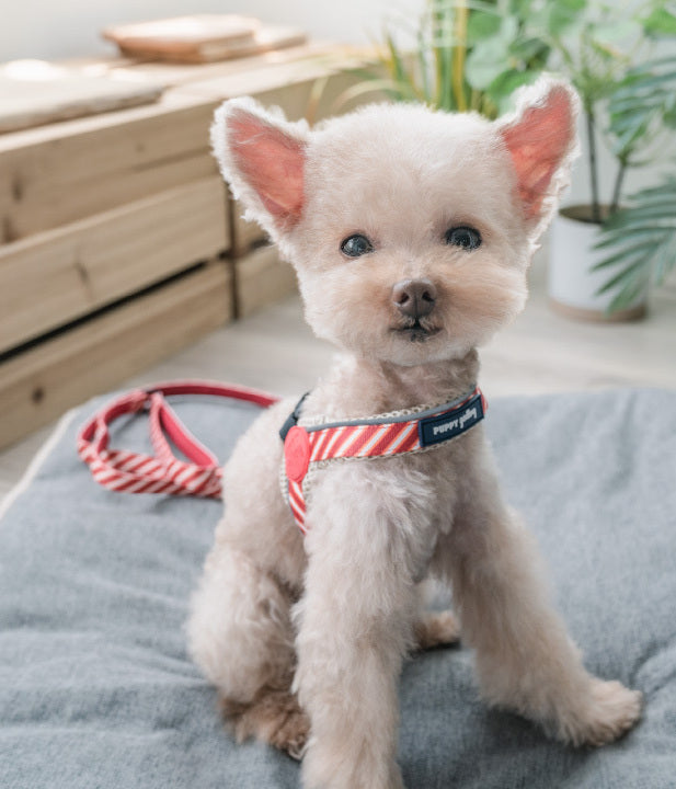 Puppy Gallery Korea - Dog Harness and Lead - Red Stripe