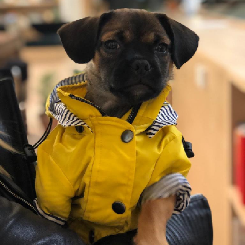 Yellow Dog Raincoat with Inner Stripe cotton lining