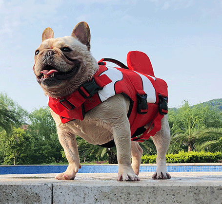 Lightweight dog life jacket discount