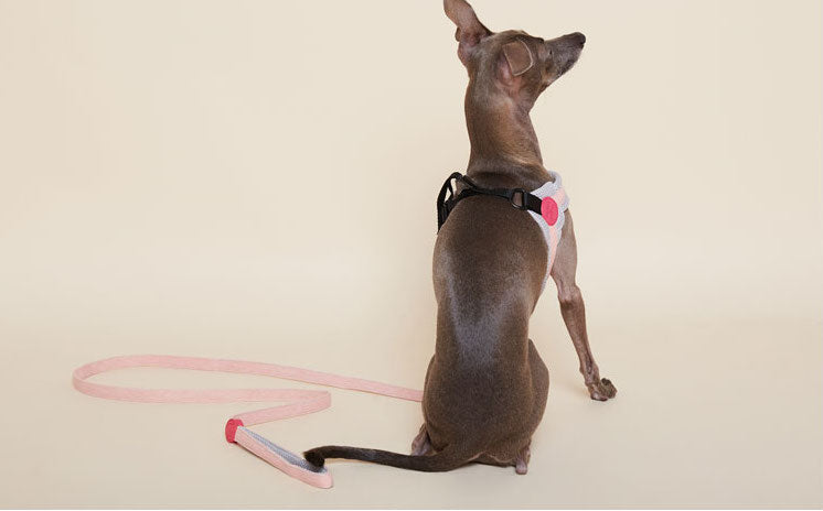 Puppy Gallery Korea - Dog Harness and Lead - Baby Pink / Light Green