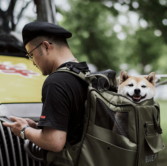 Shiba inu online in backpack